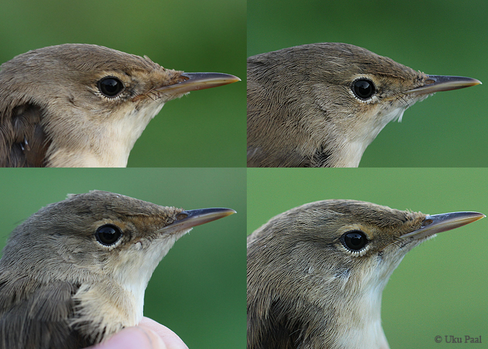 Tiigi-roolind (Acrocephalus scirpaceus) 1a lindude variatsioon
Vaibla, juuli 2016

UP
Keywords: reed warbler