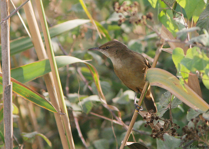 Lõuna-roolind (Acrocephalus stentoreus)
Ma’Agan Mikhael

UP
Keywords: clamorous reed warbler