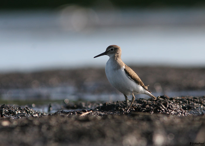 Vihitaja (Actitis hypoleucos)
Läänemaa, juuli 2009

UP
Keywords: common sandpiper