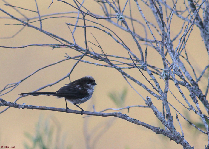 Sabatihane (Aegithalos caudatus irbii)
Kohalik sabatihase alamliik on meie omast palju tumedama alapoolega ja laia tumeda kulmutriibuga. Hispaania 2014.

UP
Keywords: long-tailed tit