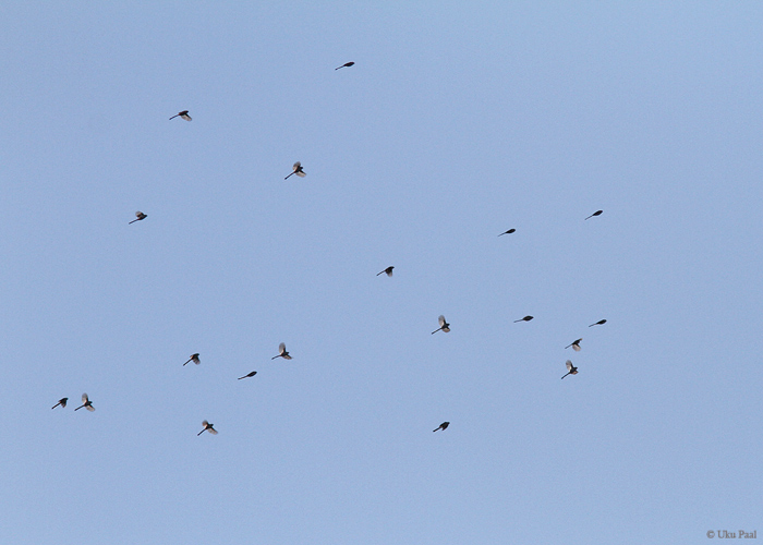 Sabatihaste (Aegithalos caudatus) rändeparv
Läänemaa, september 2014

UP
Keywords: long-tailed tit