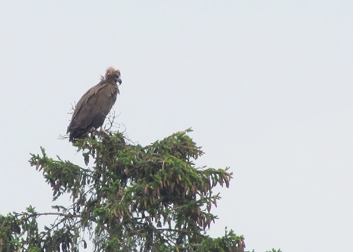 Raisakotkas (Aegypius monachus)
Kuimetsa, Raplamaa, 24.6.2016. 11 vaatlus Eestis. 11th record for Estonia.

Riho Männik
Keywords: cinereous vulture