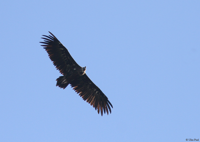 Raisakotkas (Aegypius monachus)
Monfrague on maailmas üks parimaid paiku selle vähearvuka liigi vaatlemiseks. Hispaania 2014.

UP
Keywords: black cinereous vulture