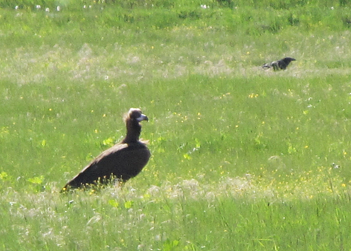 Raisakotkas (Aegypius monachus)
Lehtmetsa, Pärnumaa, 1.6.2015

Eedi Lelov
Keywords: cinereous vulture