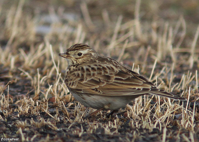 Põldlõoke (Alauda arvensis)
Ohessaare, Saaremaa, 1.3.2013

UP
Keywords: skylark