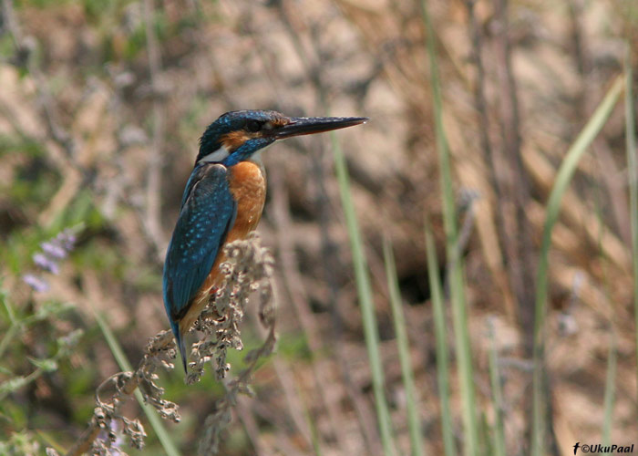 Jäälind (Alcedo atthis)
Göksu delta, august 2008
Keywords: kingfisher