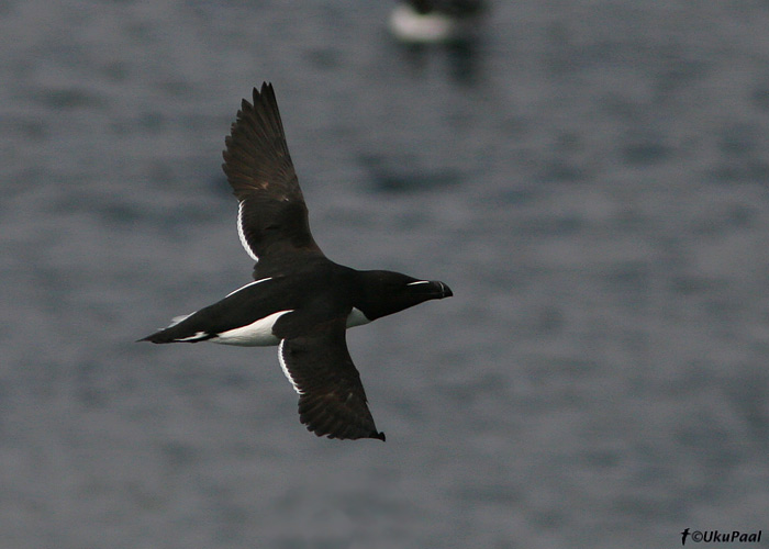 Alk (Alca torda)
Hornoya saar, Norra, 16.6.2008
Keywords: razorbill