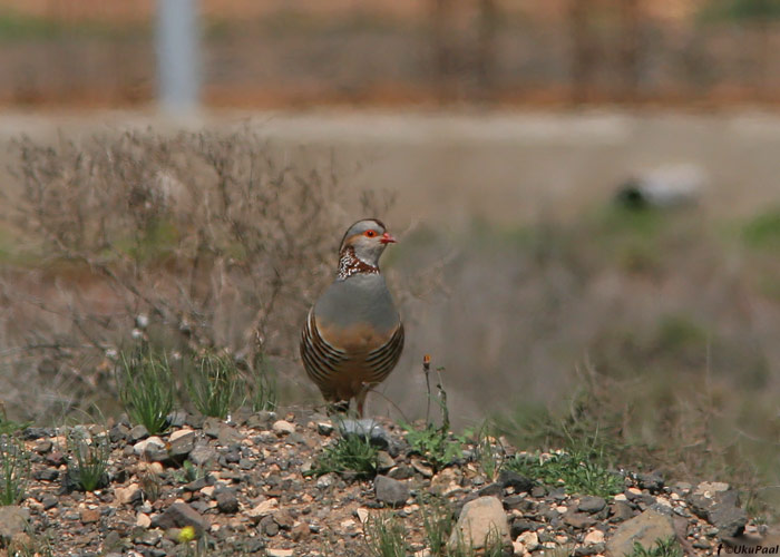 Berberi kivikana (Alectoris barbara)
Fuerteventura, märts 2009

UP
Keywords: barbary partridge