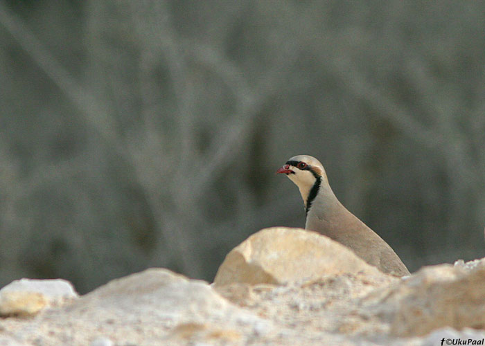 Aasia kivikana (Alectoris chukar)
Nizzana

UP
Keywords: chukar