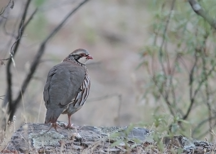 Lääne-kivikana (Alectoris rufa)
Hispaania 2014

UP
Keywords: red-legged partridge