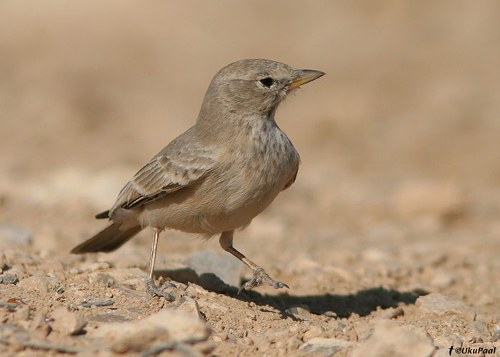 Kivi-kõnnulõoke (Ammomanes deserti)
UP
Keywords: desert lark