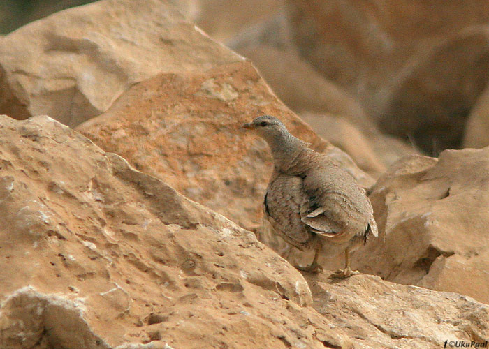 Kõrbekana (Ammoperdix heyii)
Nizzana

UP
Keywords: sand partridge