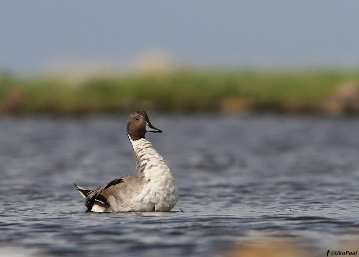 Soopart (Anas acuta)
Saaremaa, juuni 2010

UP
Keywords: pintail