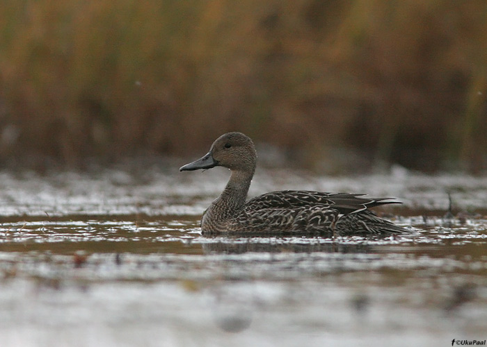 Soopart (Anas acuta)
Saaremaa, september 2009

UP
Keywords: pintail