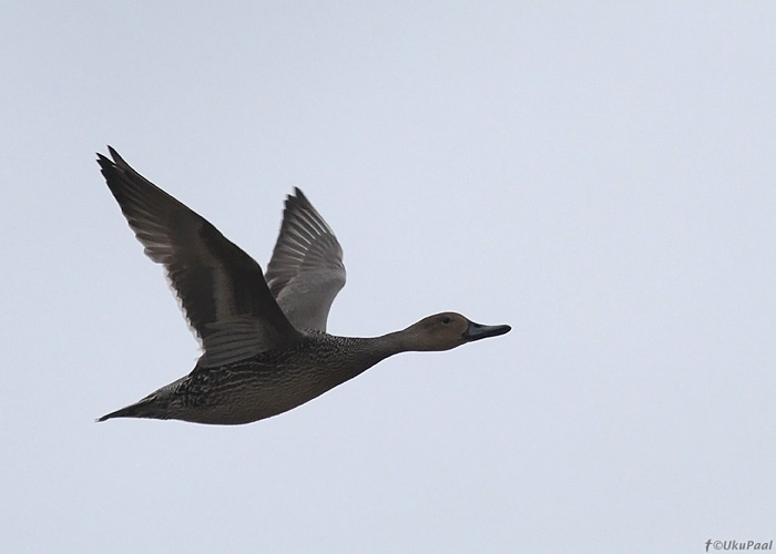 Soopart (Anas acuta)
Sõrve säär, Saaremaa, 7.10.2013

UP
Keywords: pintail