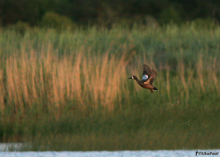 Sini-rägapart (Anas discors)
Kihnu saar, 24.5.2008. Linnul polnud rõngaid.
Keywords: blue-winged teal