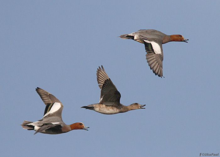 Viupartide (Anas penelope) mängulend
Pärnumaa, 17.4.2013

UP
Keywords: wigeon