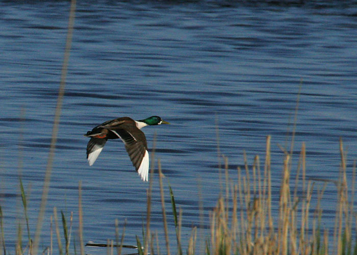 Sinikael-part (Anas platyrhynchos)
Saunja laht, 14.05.2008. Poolalbinootiline isend.

Margus Ots
Keywords: mallard aberrant