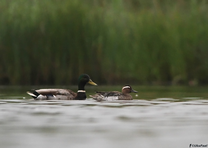 Sinikael-part (Anas platyrhynchos) & rägapart (Anas querquedula)
Saaremaa, juuni 2010

UP
Keywords: garganey mallard