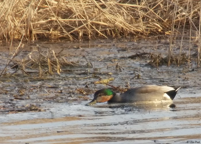 Sinikael-part (Anas platyrhynhos) X rääkspart (Anas strepera)
Ilmatsalu, Tartumaa, 6.4.2016

UP
Keywords: mallard x gadwall