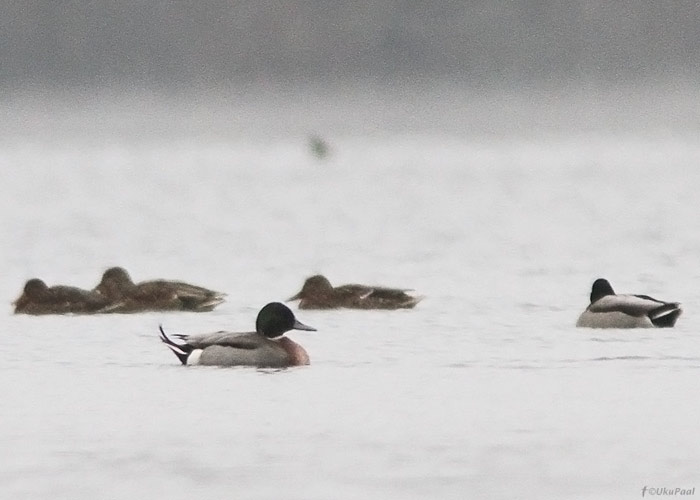 Sinikael-pardi (Anas platyrhynchos) x soopardi (Anas acuta) hübriid
Saadjärv, Tartumaa, 1.11.2012

UP
Keywords: pintail x mallard