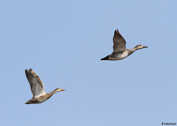 Rääkspart (Anas strepera)
Tartumaa, 12.4.2010

UP
Keywords: gadwall