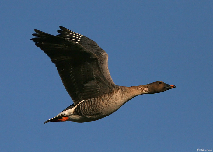 Tundra-rabahani (Anser fabalis rossicus)
Matsalu LKA, 2.5.09

UP
Keywords: bean goose