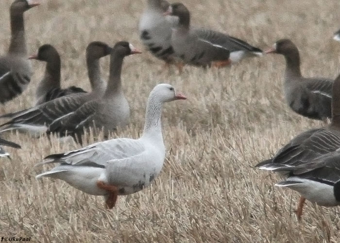 Leukistlik suur-laukhani (Anser albifrons)
Rannu, Tartumaa, 27.4.2013

UP
Keywords: white-fronted goose