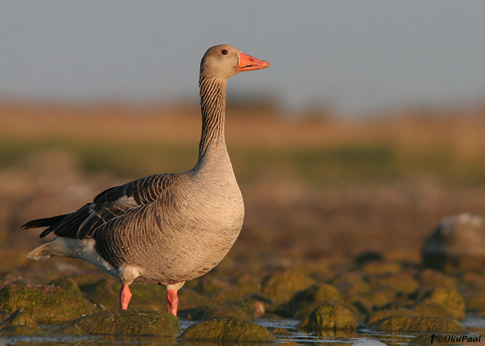 Hallhani (Anser anser)
Sõrve säär, Saaremaa, 27.5.2008

UP
Keywords: greylag goose