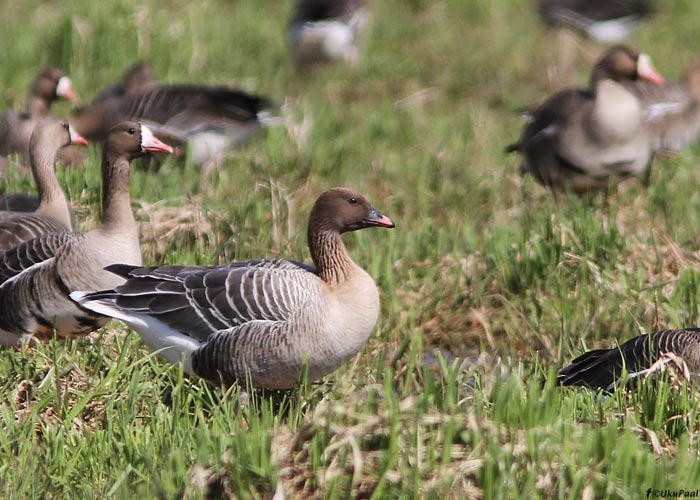 Lühinokk-hani (Anser brachyrhynchus)
Aardla polder, 30.4.2011

UP
Keywords: pink-footed goose