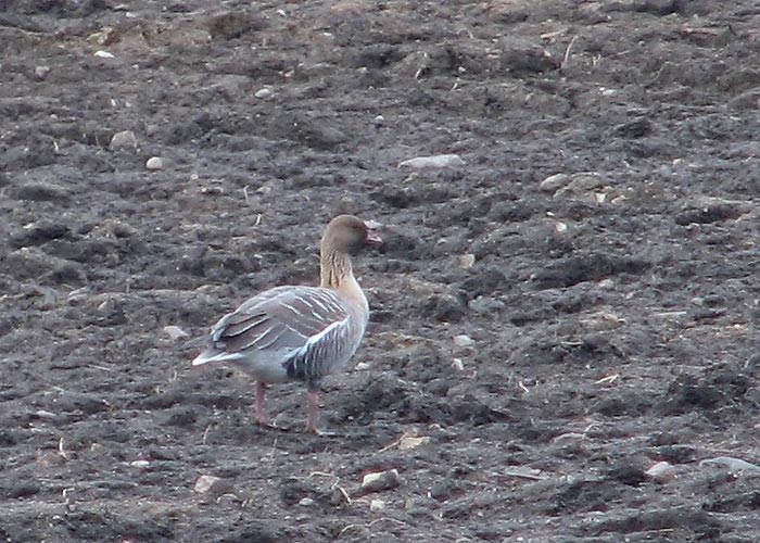 Lühinokk-hani (Anser brachyrhynchus)
Harju-Risti. 13.4.2010

Ranno Puumets
Keywords: pink-footed goose