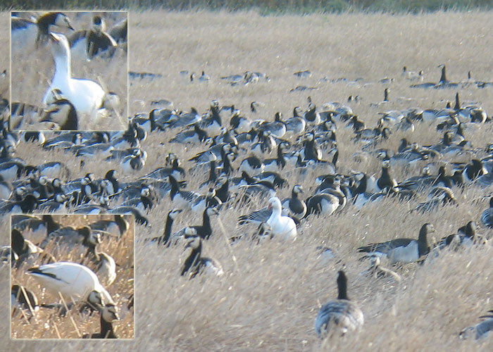 Lumehani (Anser caerulescens)
Avaste, Raplamaa, 14.10.2011

Ranno Puumets
Keywords: snow goose
