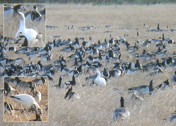 Lumehani (Anser caerulescens)
Avaste, Raplamaa, 14.10.2011

Ranno Puumets
Keywords: snow goose