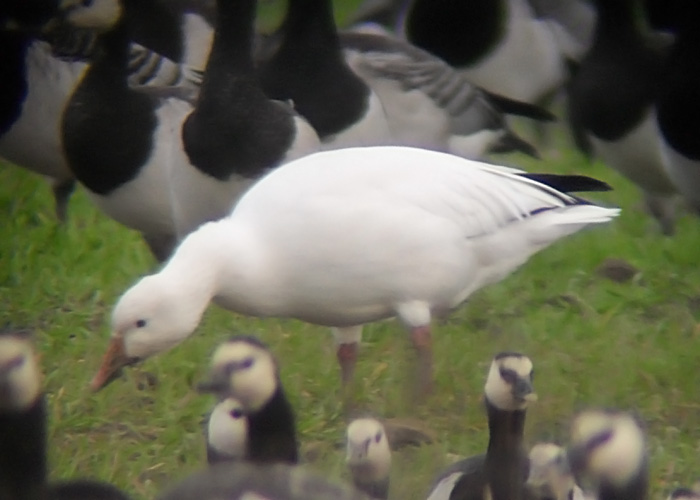 Lumehani (Anser caerulescens)
Avaste, Raplamaa, 16.10.2011

Kuido Kõiv
Keywords: snow goose