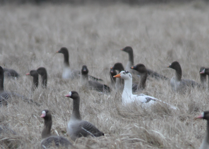 Rabahani (Anser fabalis)
Audru, Pärnumaa, 3.4.2015

UP
Keywords: bean goose