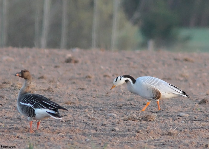 Vööthani (Anser indicus)
Aardla, Tartumaa,  6.5.2011

UP
Keywords: bar-headed goose