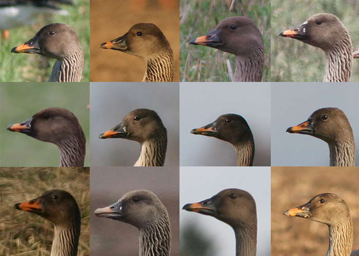 Tundra-rabahani (Anser fabalis rossicus) kevadine variatsioon
Ülareas tüüpilised, seejärel nokamustri- ja kuju variatsiooni näiteid.

Uku Paal
Keywords: tundra bean goose