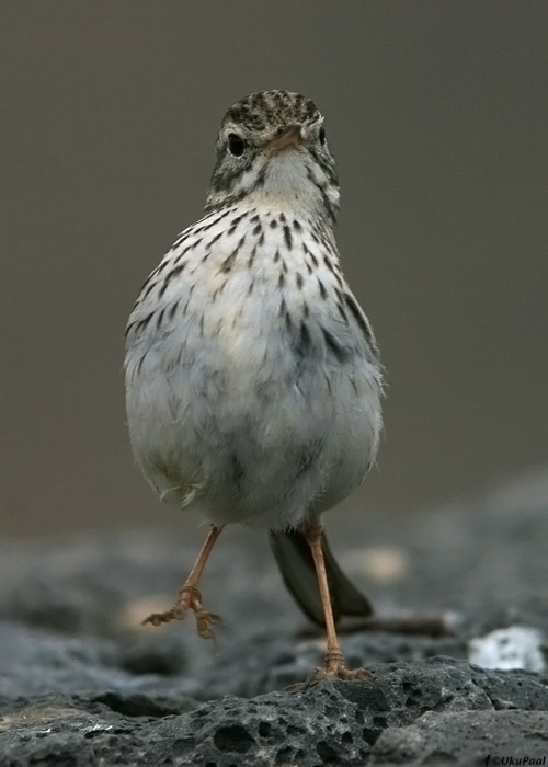 Kanaari kiur (Anthus berthelotii)
Fuerteventura, märts 2009

UP
Keywords: berth pipit