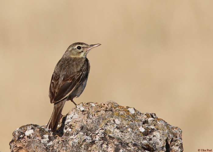 Nõmmekiur (Anthus campestris)
Hispaania 2014

UP
Keywords: tawny pipit