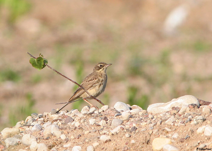 Nõmmekiur (Anthus campestris)
Potsepa, Pärnumaa, 29.6.09

UP
Keywords: tawny pipit