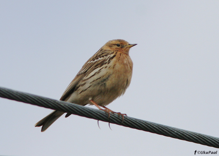 Tundrakiur (Anthus cervinus)
Hornoya saar, Norra, juuni 2008
Keywords: red-throated pipit