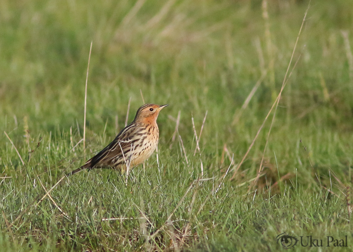 Tundrakiur (Anthus cervinus)
Hiiumaa, mai 2018

Uku Paal
Keywords: red-throated pipit