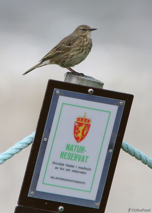 Randkiur (Anthus petrosus)
Hornoya saar, Norra, juuni 2008
Keywords: rock pipit