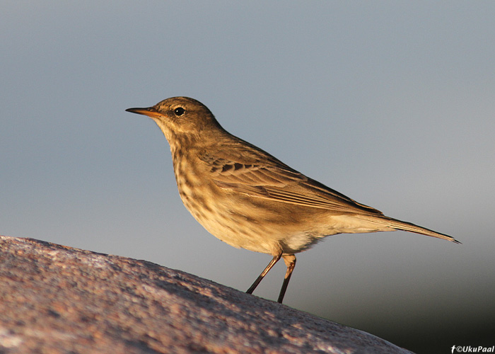 Randkiur (Anthus petrosus)
Kihnu, september 2013

UP
Keywords: rock pipit