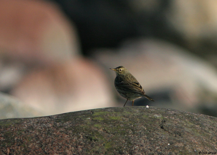 Randkiur (Anthus petrosus)
Põõsaspea, Läänemaa, 12.4.2009

UP
Keywords: rock pipit