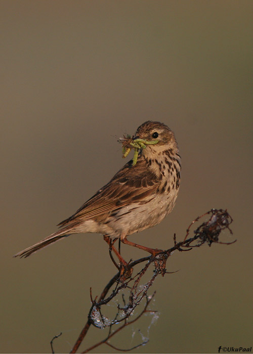 Sookiur (Anthus pratensis)
Tartumaa, 1.6.08
Keywords: meadow pipit