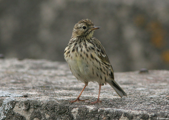 Sookiur (Anthus pratensis)
Pikla, Pärnumaa, 29.7.2009

UP
Keywords: meadow pipit