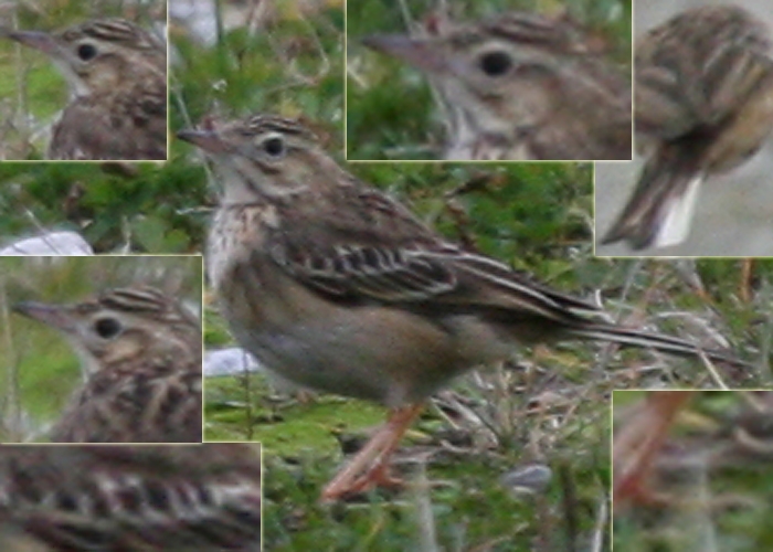 Niidukiur/mongoolia kiur (Anthus richardi/godlewskii)
Paljassaare 28.10.2009

Bird did hovering before landing and call was more reminiscent of Richards. 

Andrus Jair
Keywords: richards pipit