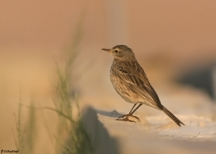 Mägikiur (Anthus spinoletta)
Egiptus, jaanuar 2010
Keywords: water pipit