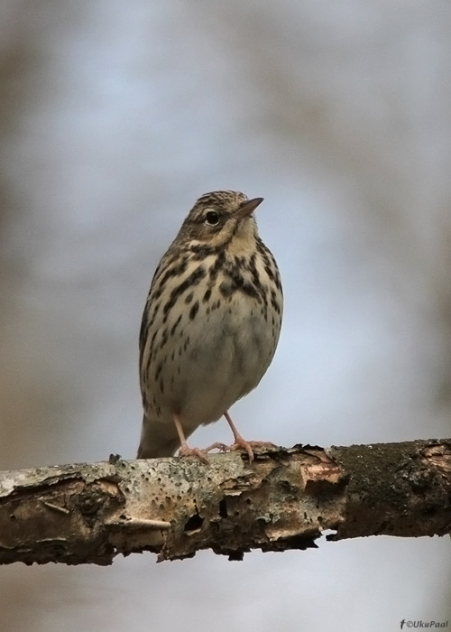 Metskiur (Anthus trivialis)
Saaremaa, aprill 2012

UP
Keywords: tree pipit